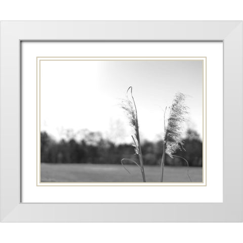 Ethereal Pampas VII White Modern Wood Framed Art Print with Double Matting by Johnson, Jason