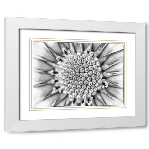 Quiet Burst I White Modern Wood Framed Art Print with Double Matting by Hartson-Weddle, Ryan