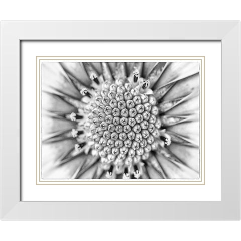 Quiet Burst I White Modern Wood Framed Art Print with Double Matting by Hartson-Weddle, Ryan