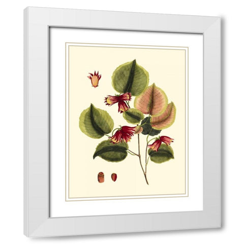 Buchoz Leaves II White Modern Wood Framed Art Print with Double Matting by Vision Studio