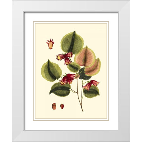Buchoz Leaves II White Modern Wood Framed Art Print with Double Matting by Vision Studio