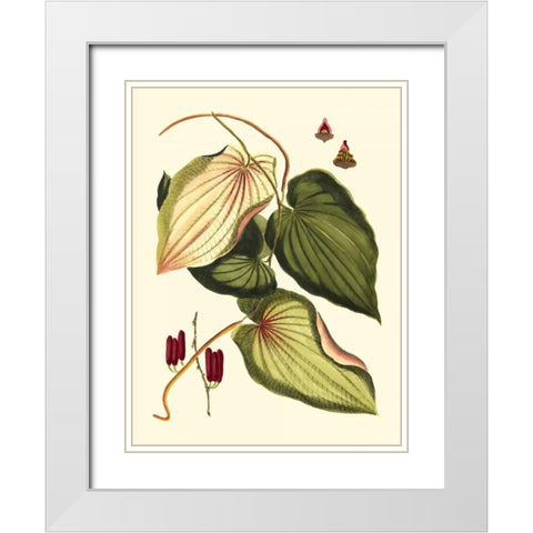 Buchoz Leaves III White Modern Wood Framed Art Print with Double Matting by Vision Studio