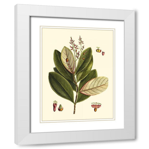 Buchoz Leaves IV White Modern Wood Framed Art Print with Double Matting by Vision Studio