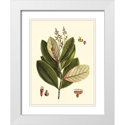 Buchoz Leaves IV White Modern Wood Framed Art Print with Double Matting by Vision Studio