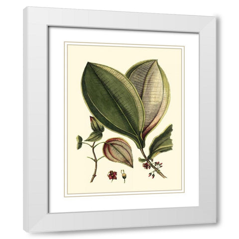 Buchoz Leaves V White Modern Wood Framed Art Print with Double Matting by Vision Studio