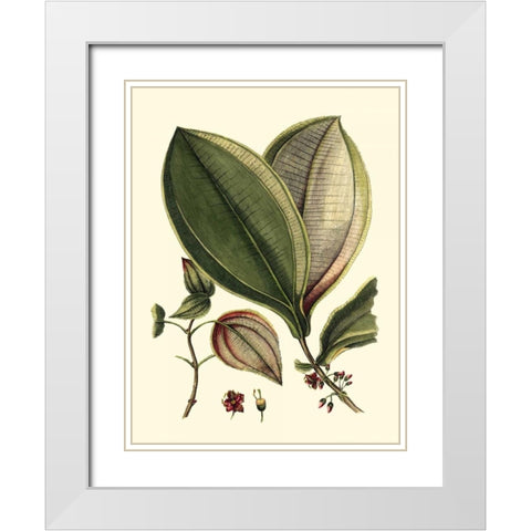 Buchoz Leaves V White Modern Wood Framed Art Print with Double Matting by Vision Studio