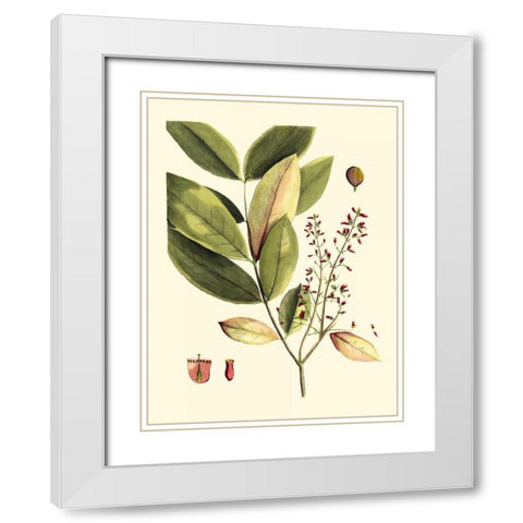 Buchoz Leaves VI White Modern Wood Framed Art Print with Double Matting by Vision Studio