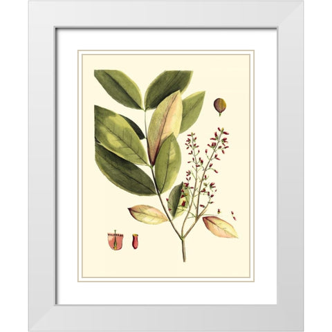 Buchoz Leaves VI White Modern Wood Framed Art Print with Double Matting by Vision Studio