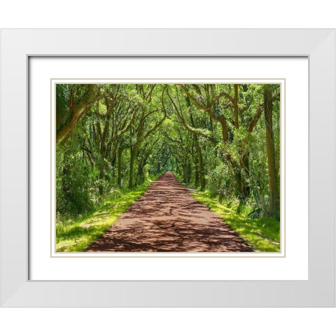 Country Road Photo IV White Modern Wood Framed Art Print with Double Matting by McLoughlin, James
