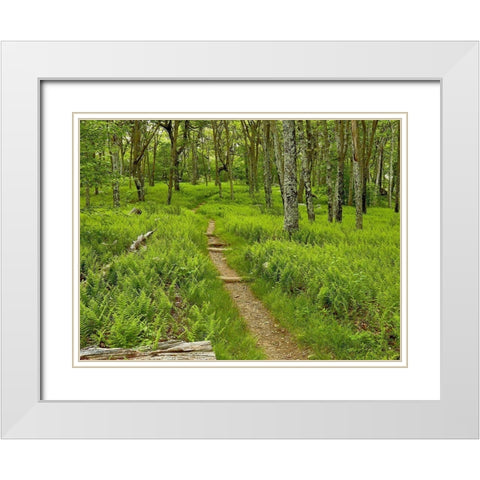Country Road Photo V White Modern Wood Framed Art Print with Double Matting by McLoughlin, James