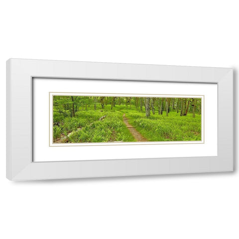 Country Road Panorama VI White Modern Wood Framed Art Print with Double Matting by McLoughlin, James