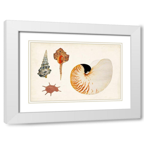 Antique Shell Anthology I White Modern Wood Framed Art Print with Double Matting by Vision Studio