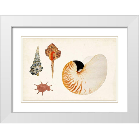 Antique Shell Anthology I White Modern Wood Framed Art Print with Double Matting by Vision Studio