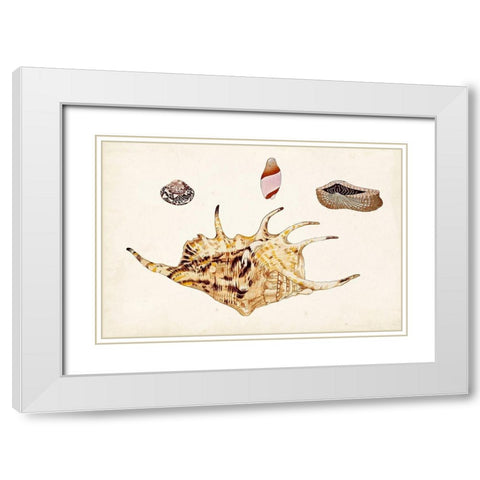 Antique Shell Anthology II White Modern Wood Framed Art Print with Double Matting by Vision Studio
