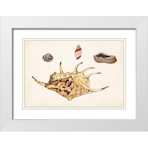 Antique Shell Anthology II White Modern Wood Framed Art Print with Double Matting by Vision Studio