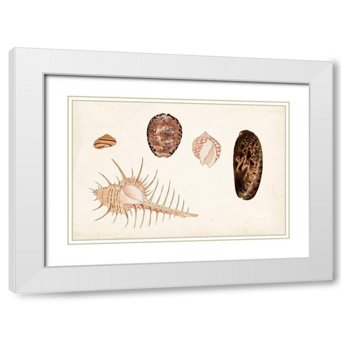 Antique Shell Anthology III White Modern Wood Framed Art Print with Double Matting by Vision Studio