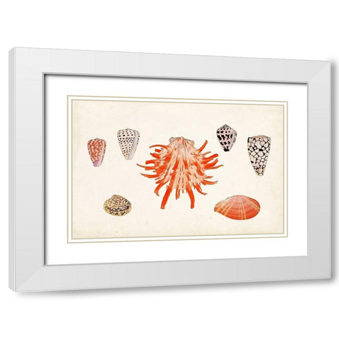 Antique Shell Anthology IV White Modern Wood Framed Art Print with Double Matting by Vision Studio