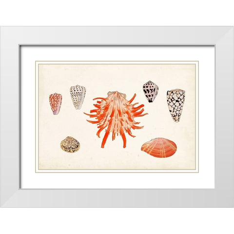 Antique Shell Anthology IV White Modern Wood Framed Art Print with Double Matting by Vision Studio