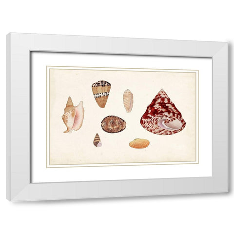 Antique Shell Anthology V White Modern Wood Framed Art Print with Double Matting by Vision Studio