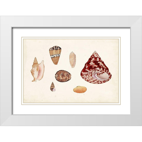 Antique Shell Anthology V White Modern Wood Framed Art Print with Double Matting by Vision Studio