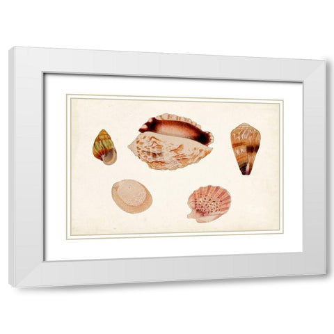 Antique Shell Anthology VI White Modern Wood Framed Art Print with Double Matting by Vision Studio