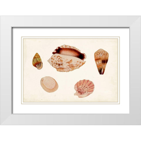 Antique Shell Anthology VI White Modern Wood Framed Art Print with Double Matting by Vision Studio