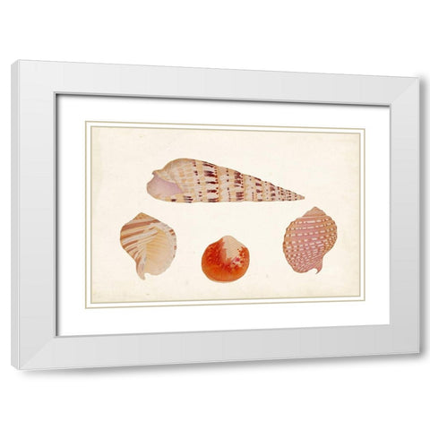 Antique Shell Anthology VII White Modern Wood Framed Art Print with Double Matting by Vision Studio