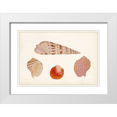 Antique Shell Anthology VII White Modern Wood Framed Art Print with Double Matting by Vision Studio