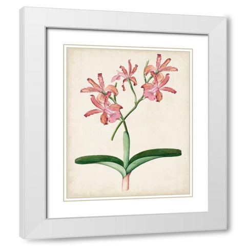 Orchid Pair I White Modern Wood Framed Art Print with Double Matting by Unknown