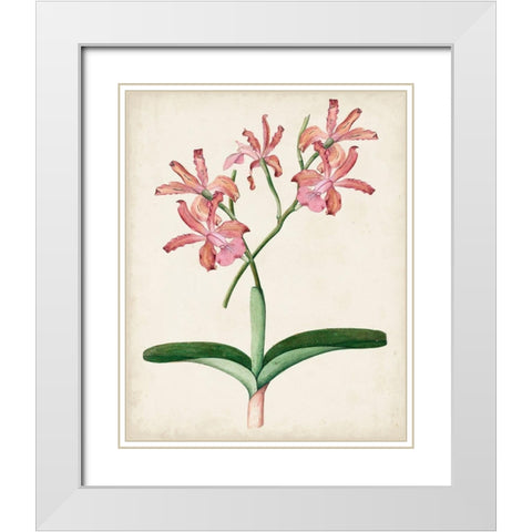 Orchid Pair I White Modern Wood Framed Art Print with Double Matting by Unknown