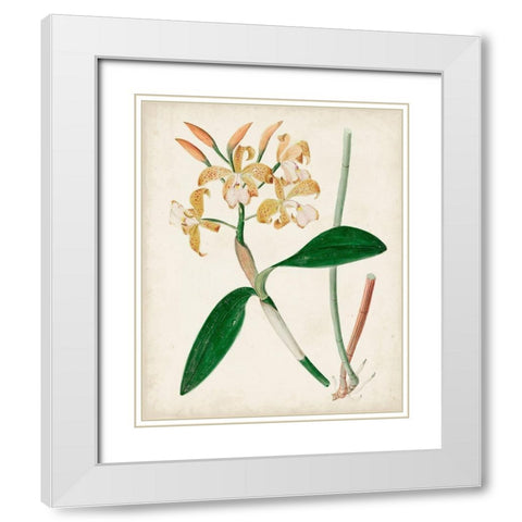 Orchid Pair II White Modern Wood Framed Art Print with Double Matting by Unknown