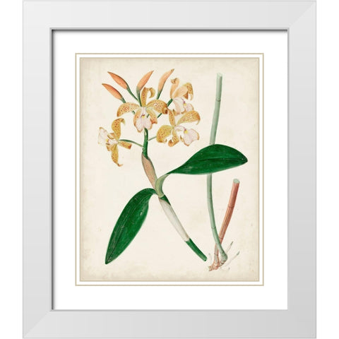 Orchid Pair II White Modern Wood Framed Art Print with Double Matting by Unknown
