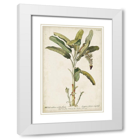 Banana Palm I White Modern Wood Framed Art Print with Double Matting by Unknown