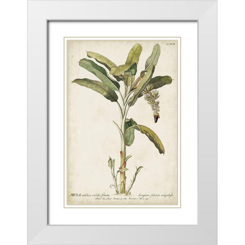 Banana Palm I White Modern Wood Framed Art Print with Double Matting by Unknown