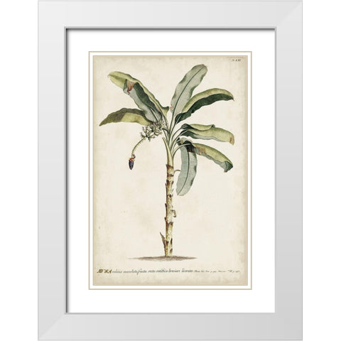 Banana Palm II White Modern Wood Framed Art Print with Double Matting by Unknown