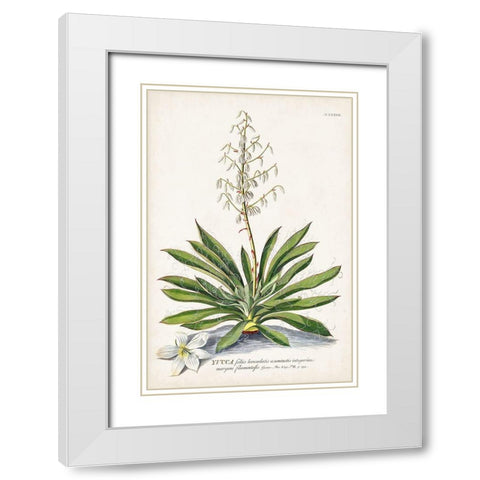 Alluring Botamical III White Modern Wood Framed Art Print with Double Matting by Unknown