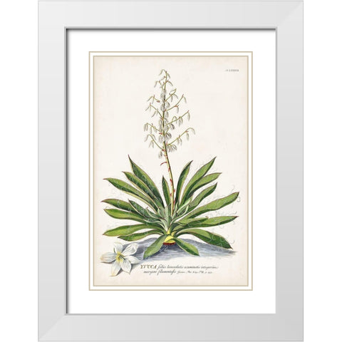 Alluring Botamical III White Modern Wood Framed Art Print with Double Matting by Unknown