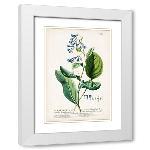 Alluring Botamical V White Modern Wood Framed Art Print with Double Matting by Unknown