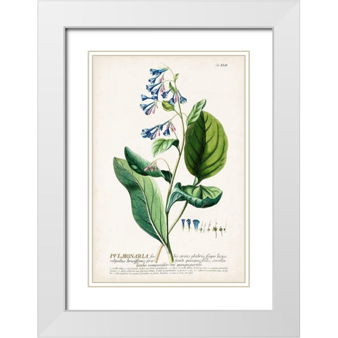 Alluring Botamical V White Modern Wood Framed Art Print with Double Matting by Unknown