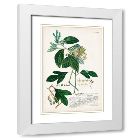 Alluring Botamical VI White Modern Wood Framed Art Print with Double Matting by Unknown