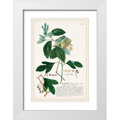 Alluring Botamical VI White Modern Wood Framed Art Print with Double Matting by Unknown