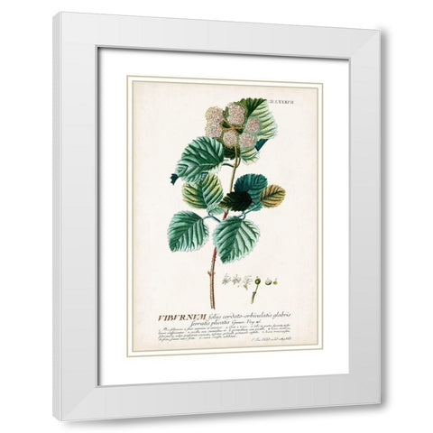 Alluring Botamical IX White Modern Wood Framed Art Print with Double Matting by Unknown