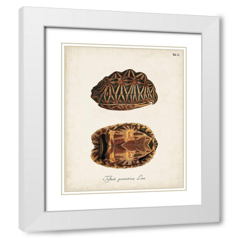 Antique Turtles and Shells I White Modern Wood Framed Art Print with Double Matting by Unknown