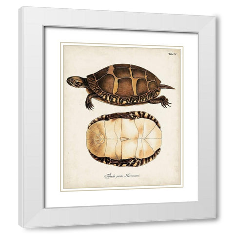 Antique Turtles and Shells IV White Modern Wood Framed Art Print with Double Matting by Unknown