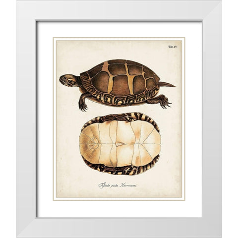 Antique Turtles and Shells IV White Modern Wood Framed Art Print with Double Matting by Unknown