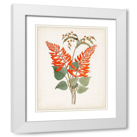 Botanical of the Tropics II White Modern Wood Framed Art Print with Double Matting by Unknown