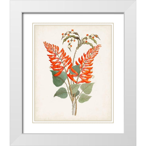 Botanical of the Tropics II White Modern Wood Framed Art Print with Double Matting by Unknown