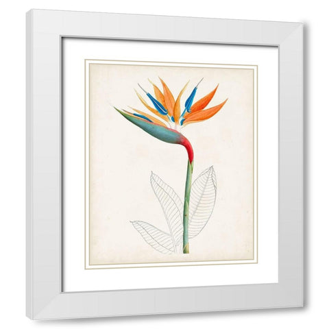 Botanical of the Tropics IV White Modern Wood Framed Art Print with Double Matting by Unknown