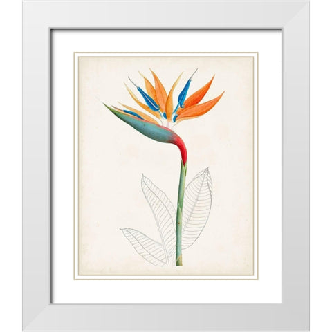 Botanical of the Tropics IV White Modern Wood Framed Art Print with Double Matting by Unknown