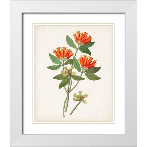 Botanical of the Tropics V White Modern Wood Framed Art Print with Double Matting by Unknown